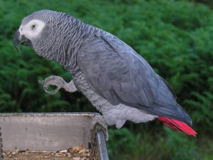 African grey parrot (Psittacus erithacus)