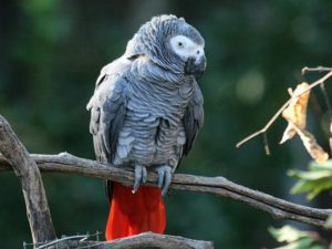 African grey parrot (Psittacus erithacus)