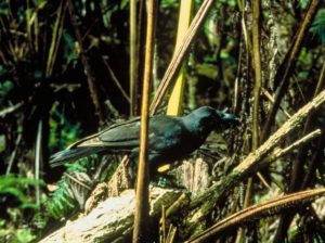 Hawaiian crow Corvus hawaiiensis