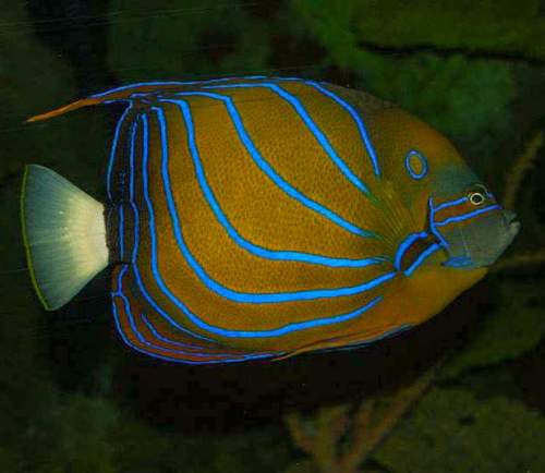 Blue Ringed Angelfish Pomacanthus Annularis Stock Image - Image of dive,  bluering: 165068621