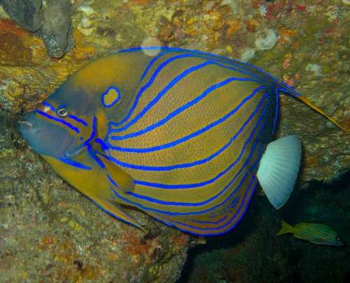 Bluering Angelfish | Aquarium Fish India