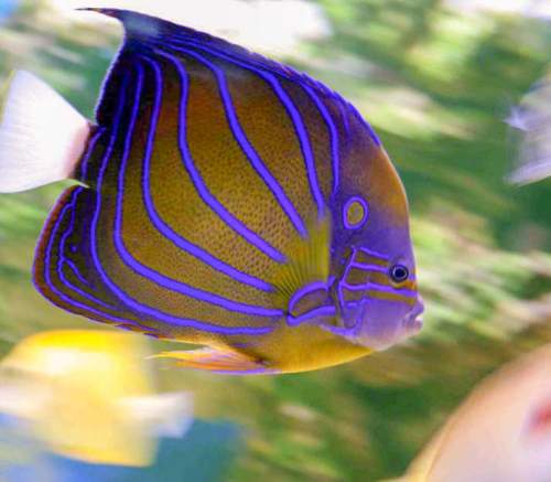 Blue ring angelfish – breeding, development and juvenile – Marine Aquarium  Fish